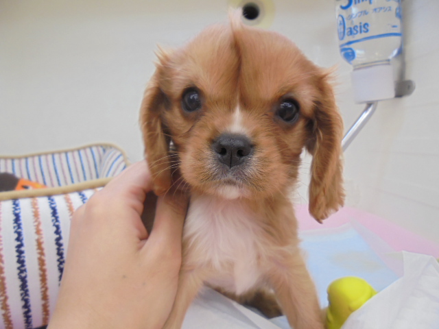 にゅーおすすめ犬∑(｡・д・ﾉ)ﾉ