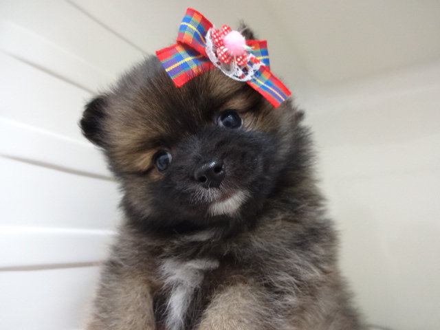 ☆　おすすめ犬バトンタッチ！　☆