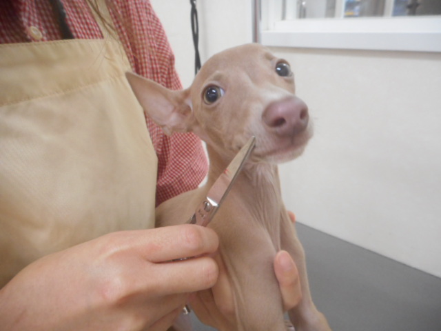 お手入れしました★