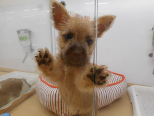 オススメ犬バトンタッチ☆