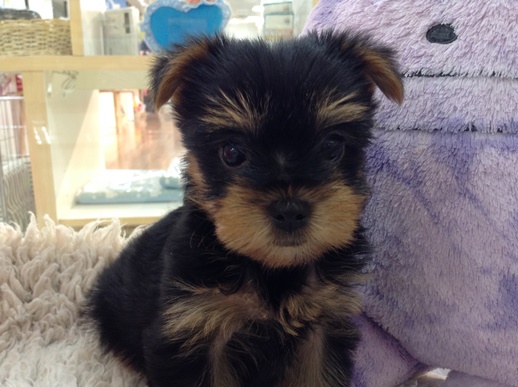 ☆お家決まりました☆