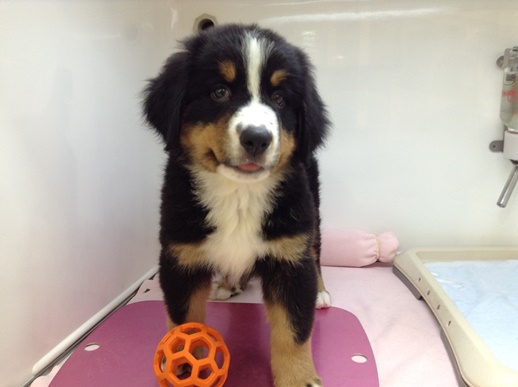 ☆お待たせいたしました！！☆