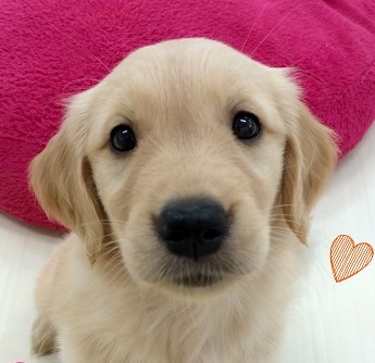 ★小さめゴルちゃん！★