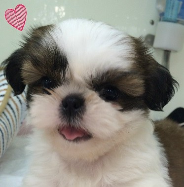 ☆ＮＥＷおすすめ犬しーちゃん☆