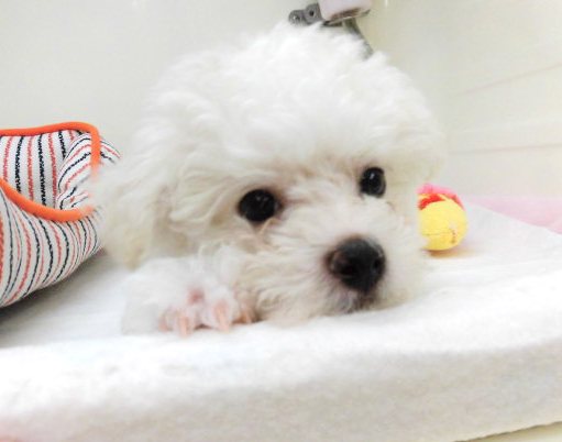 はじめまして！！ビーちゃんです！！