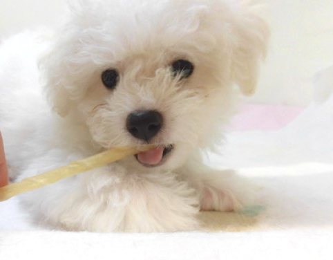 今日も元気なビーちゃん(^^♪