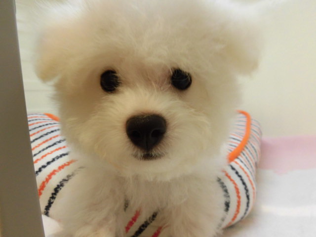 ビーちゃんシャンプーＤＡＹ！！