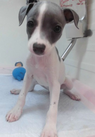 グレコからのお知らせ★