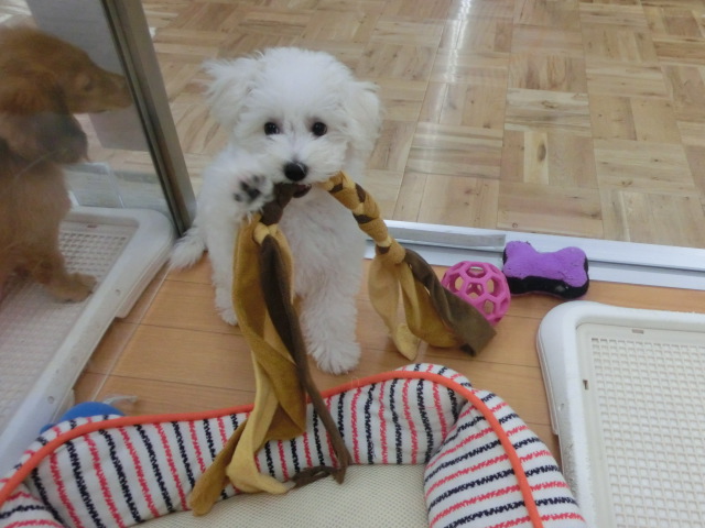 びーちゃんの好きなおもちゃ♡