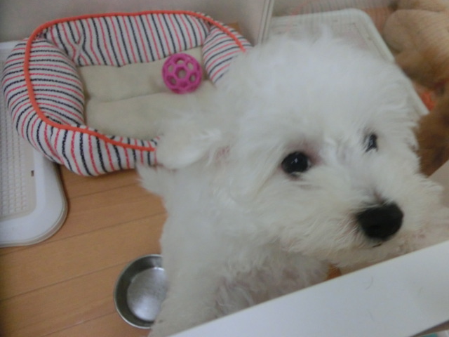 もぐもぐ★びーちゃん