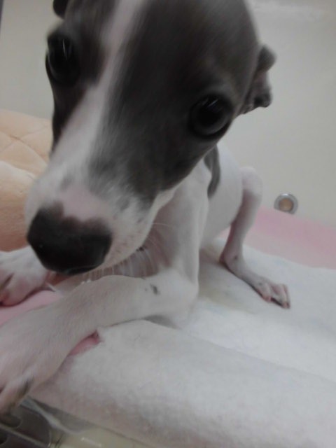 今日のグレコ♡