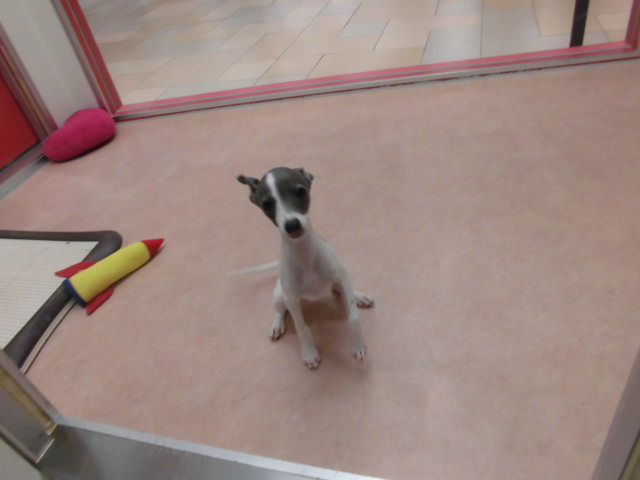 グレコのお友達☆