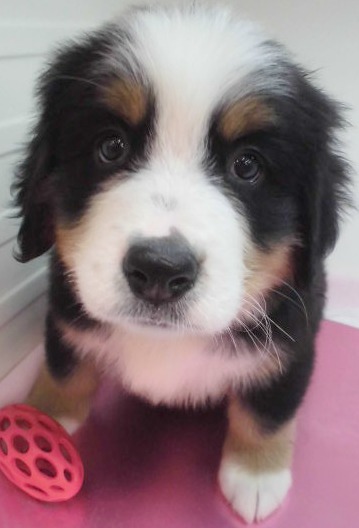 新おススメ犬発表( *´艸｀)♪