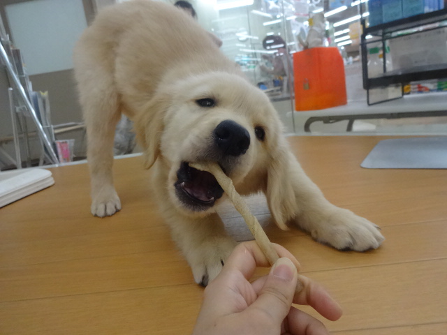 ☆　むくくんの新技！　☆