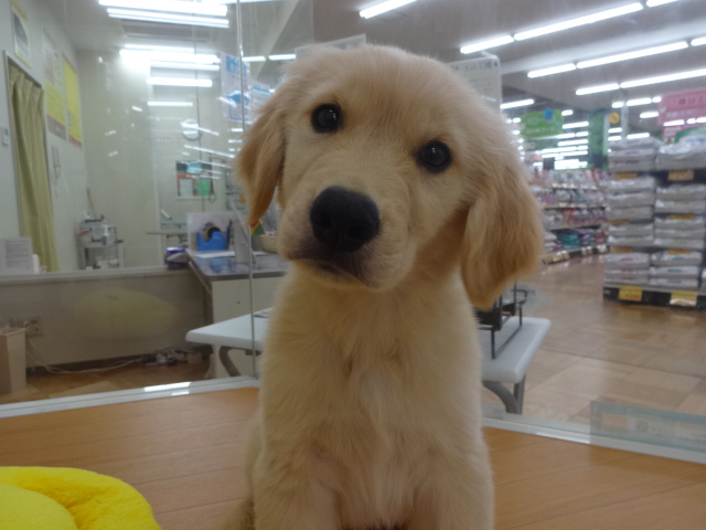 ☆　明日、明後日は・・・！　☆