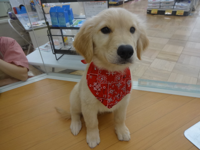 ☆　むくくんからのお知らせ！　☆