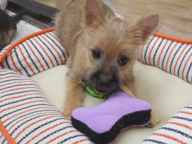 ケアーンくんお部屋のお引越し☆