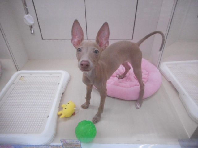 お散歩デビューも間近☆イタグレちゃん