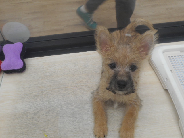 ケアーン君ってどんな仔？（＾＾）