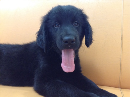 ☆ニューオススメ犬のご紹介☆