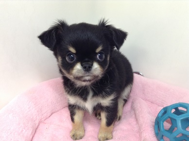 ☆オススメ犬決定☆