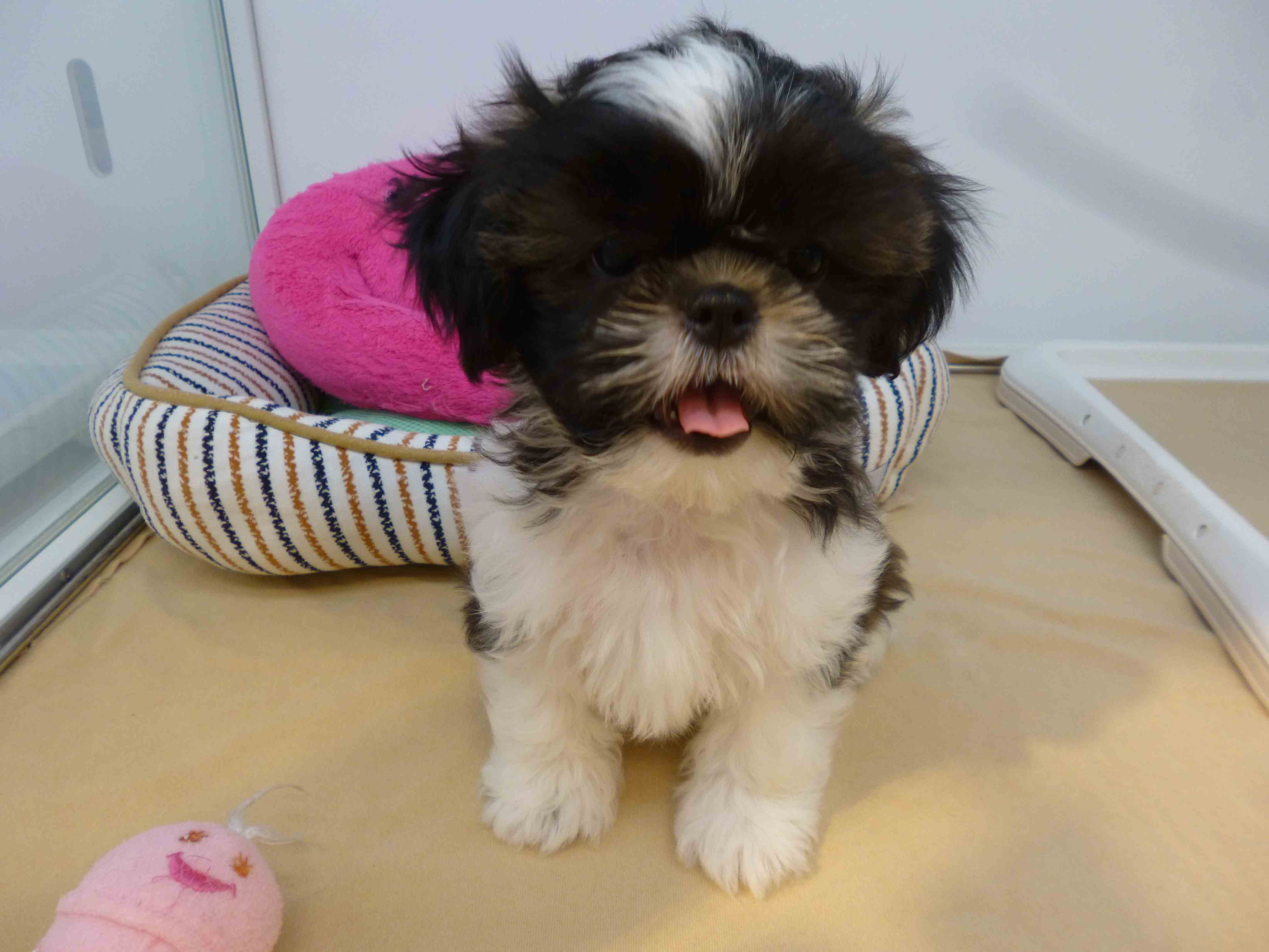 ☆しーちゃんについて☆