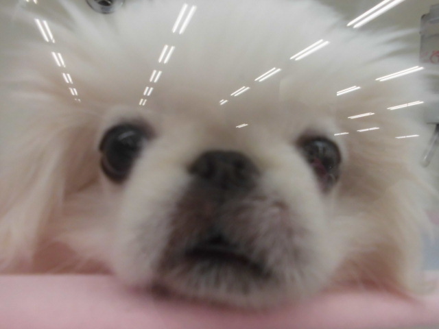 ぐーたらぺーやん♡