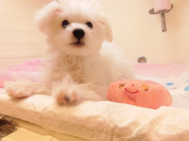 ビーちゃんとお友達§^。^§