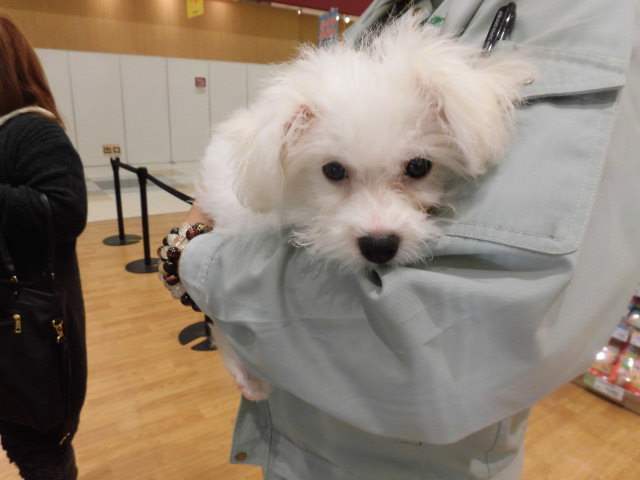 ビーちゃんお家が決まるの巻！