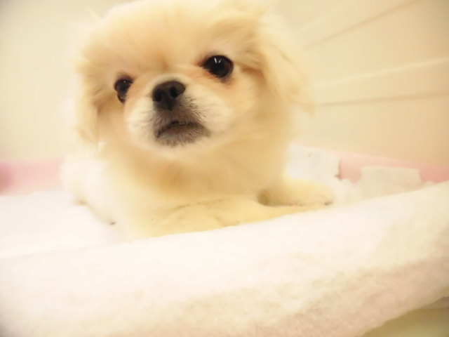 NEWおすすめ犬　ぺーたん(^・^)