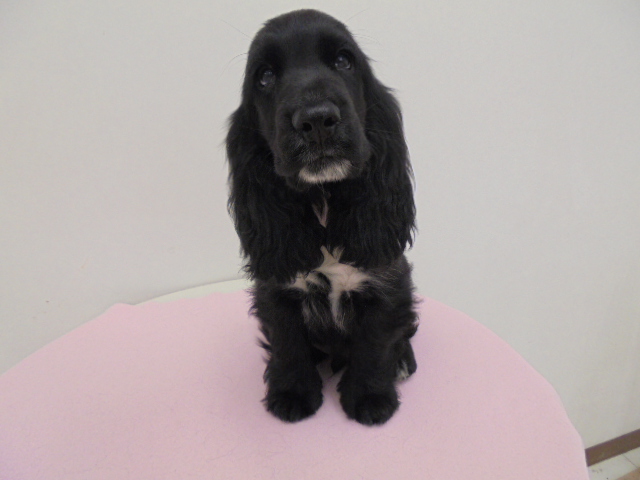 お家が決まりました！！