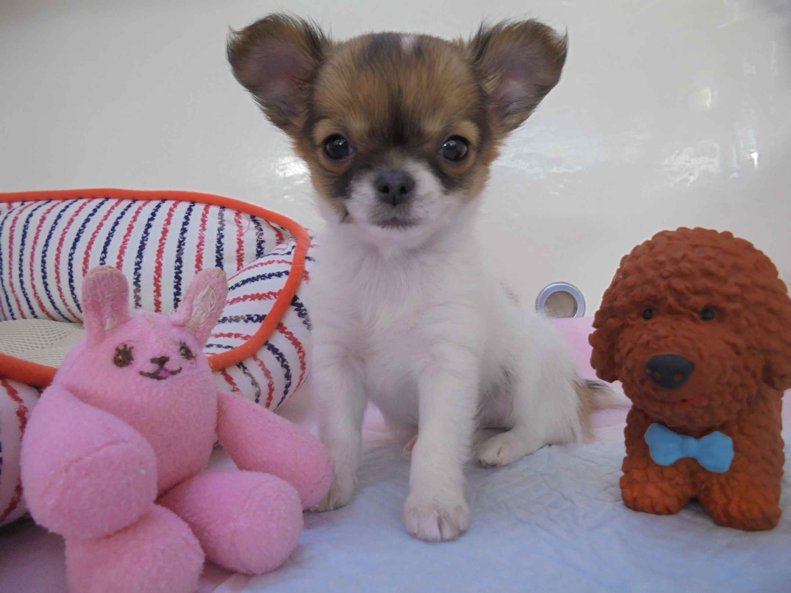 新しいおすすめ犬紹介(∩❛ڡ❛∩)
