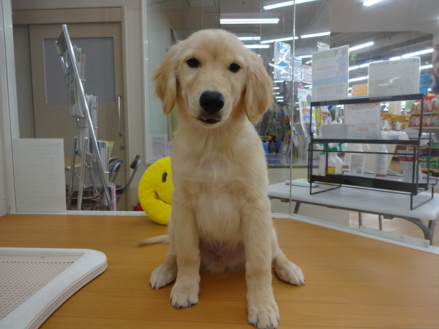 ☆　待っている、むく君の巻　☆　