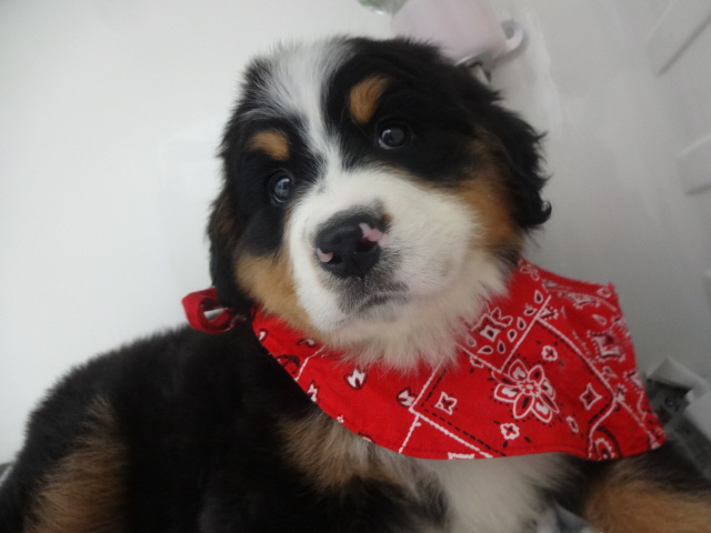 ☆　ムク美登場の巻！　☆