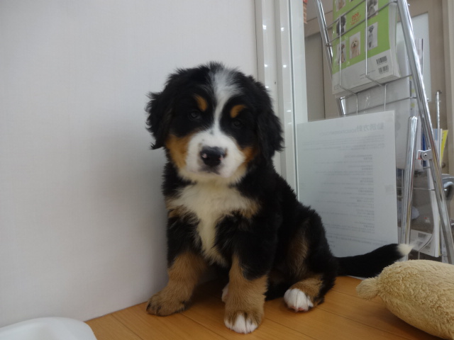 ☆　ムク美の練習！　☆