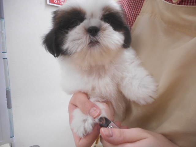 おまんじゅうしーたんシャンプーの巻き★