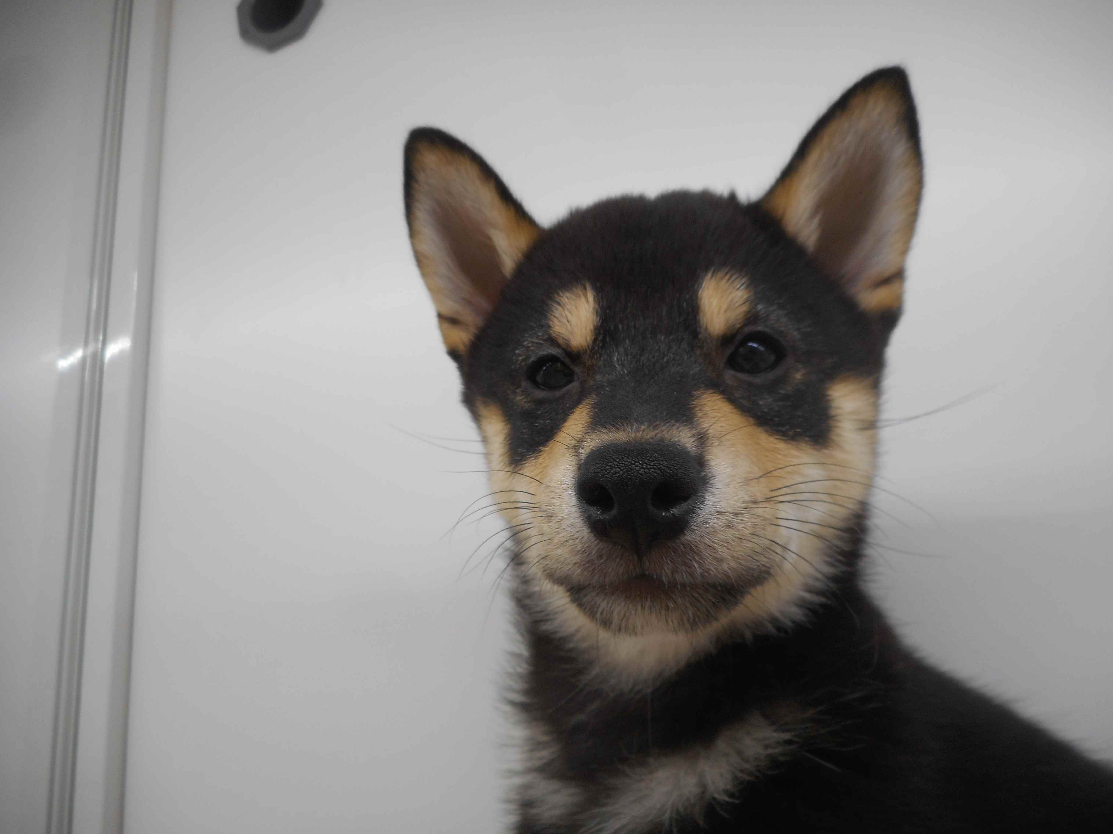 オススメ犬ご家族が決まりました！！！