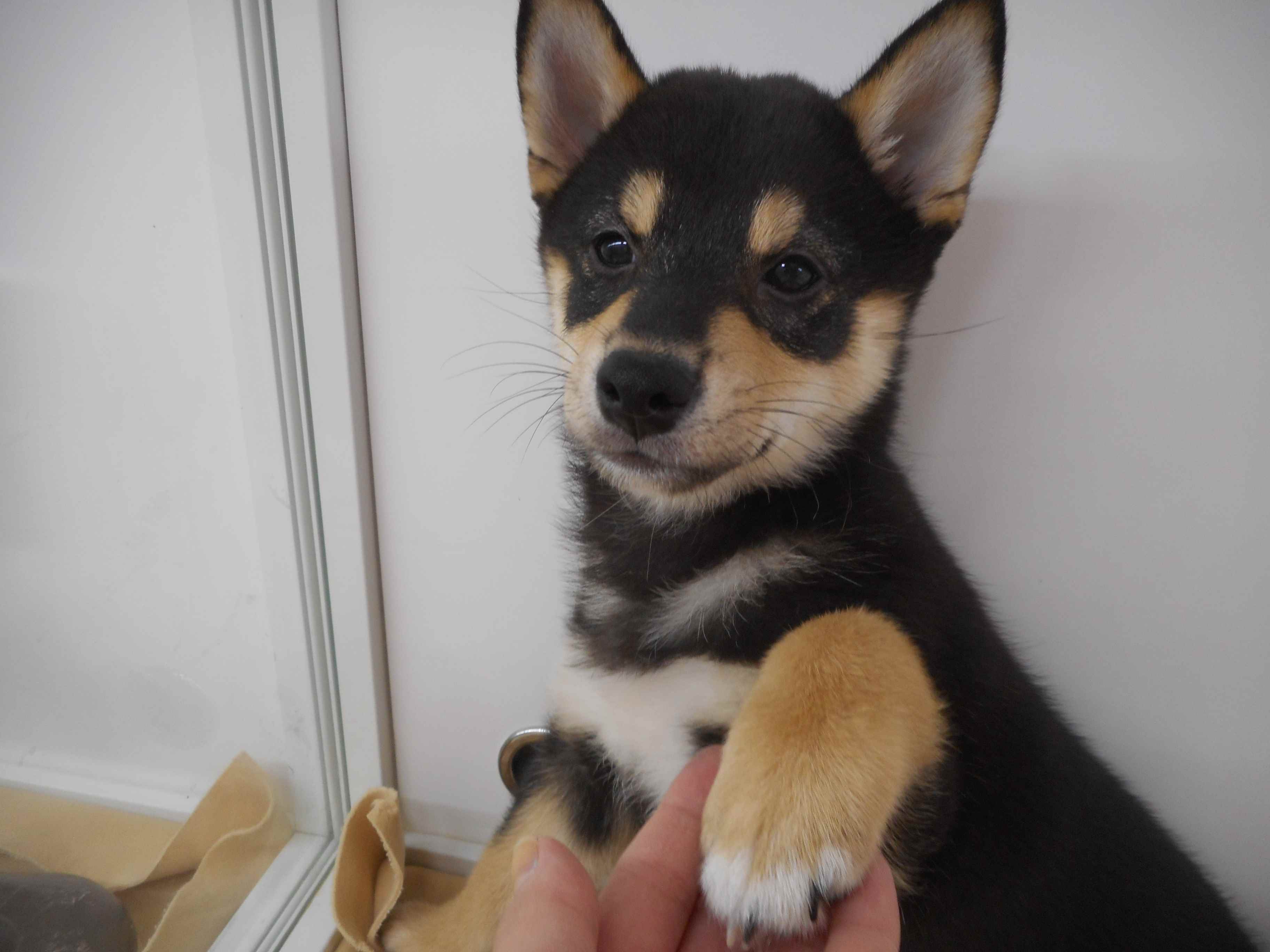 オススメ犬が・・・なんと！！なんと！！！