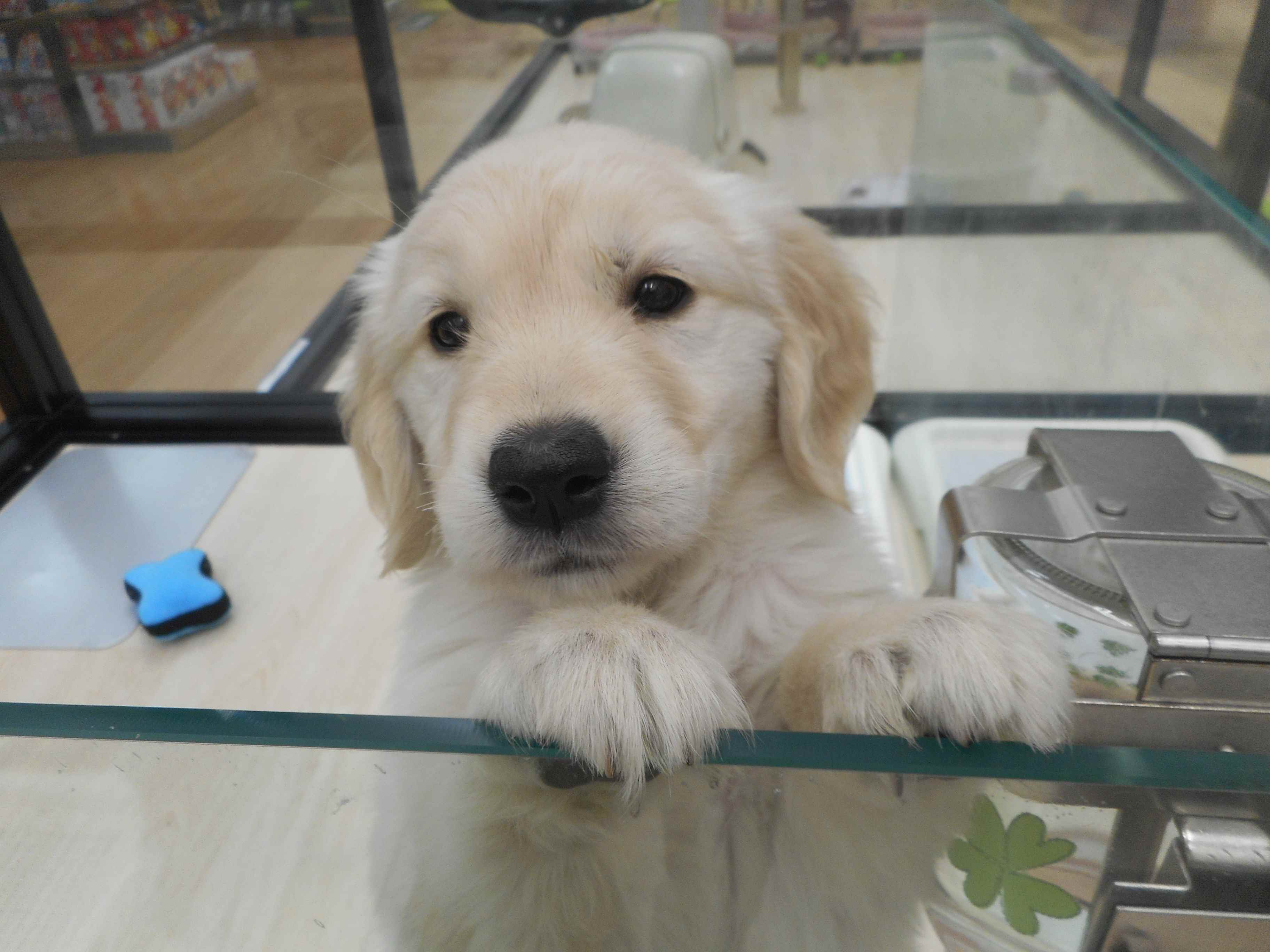 ＮＥＷ☆オススメ犬の登場です♪