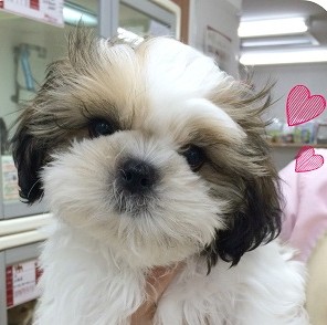 ★NEWおすすめしーちゃん★