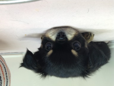 ☆ごあいさつ☆