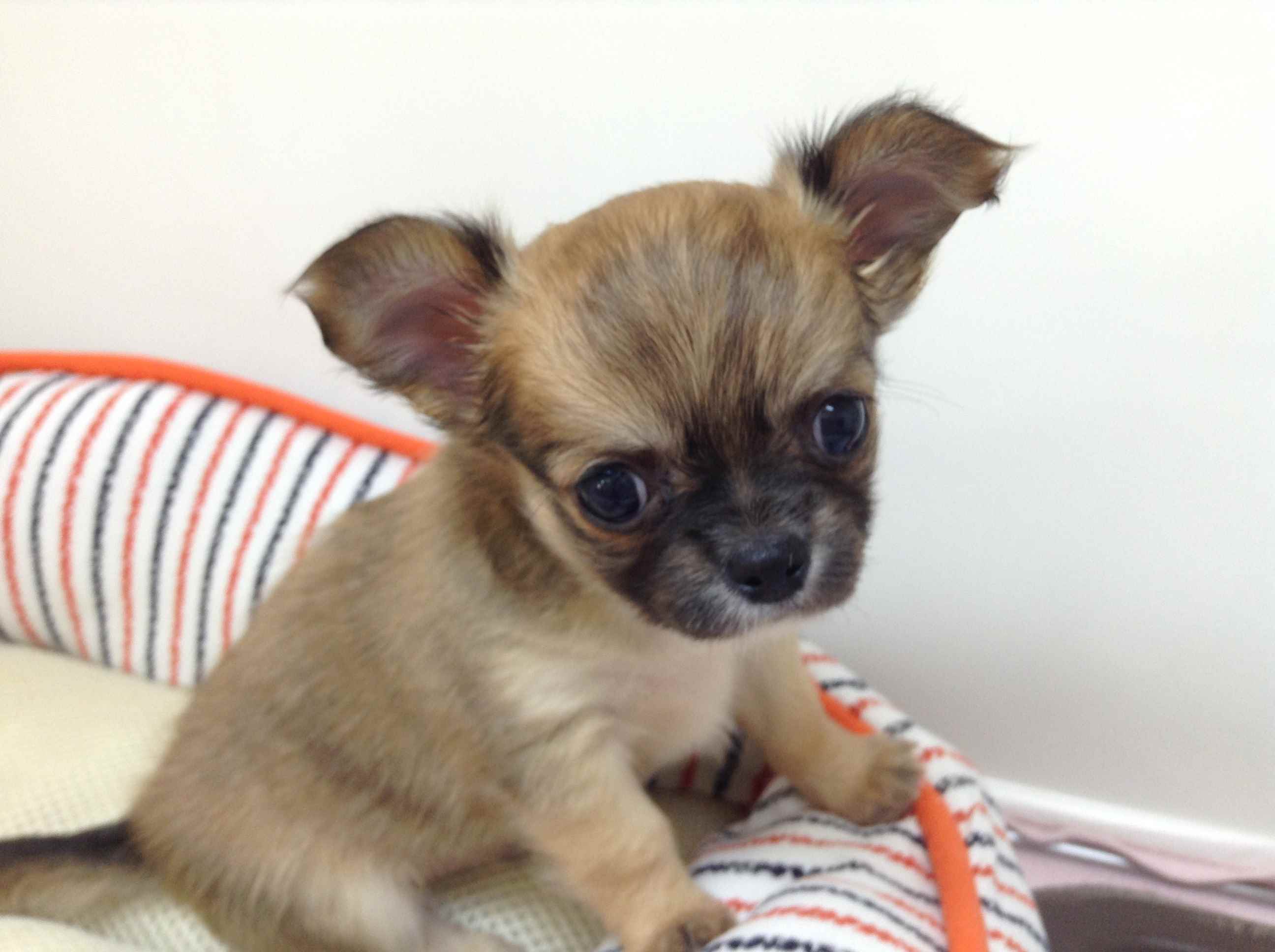 ☆にゅう　オススメ犬☆