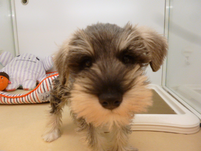 ☆今回のオススメわんちゃんは？！☆