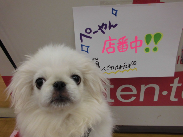 ぺーやん、店番だブウ（＾(●●)＾）