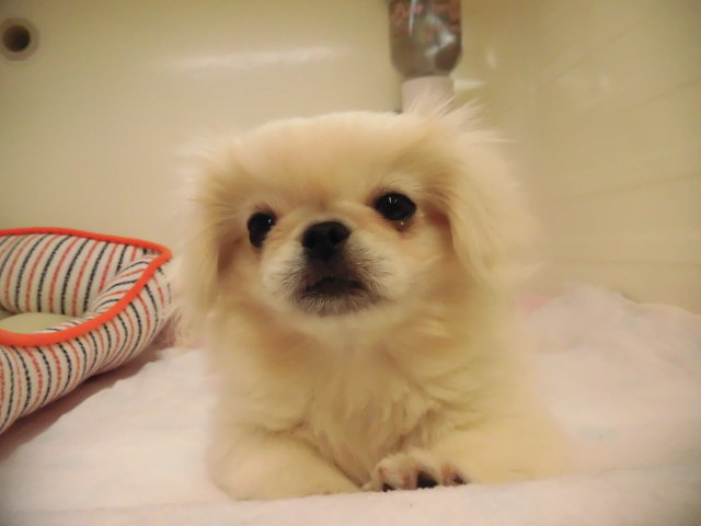 元気元気ペーたん(^^♪