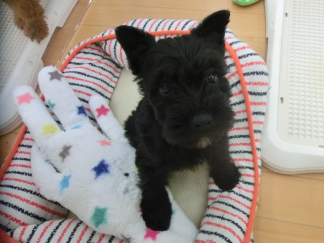 ☆シュシュちゃん☆