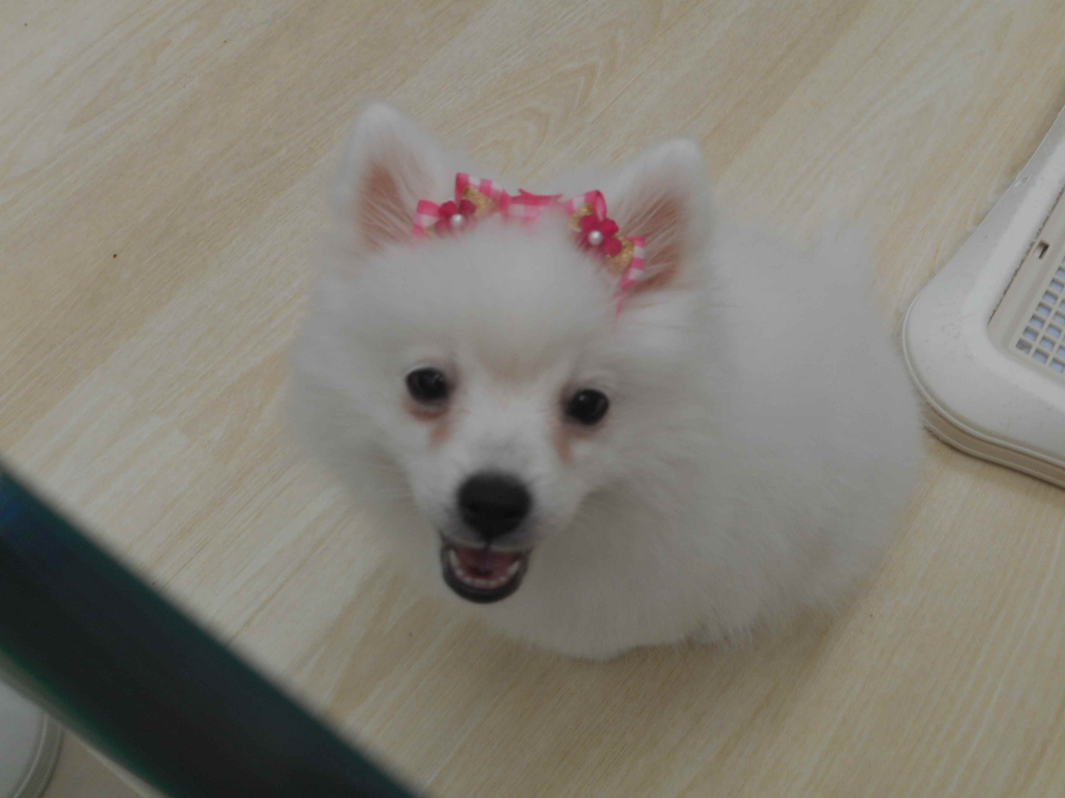 可愛くなったでしょう～？(*^^*)♪