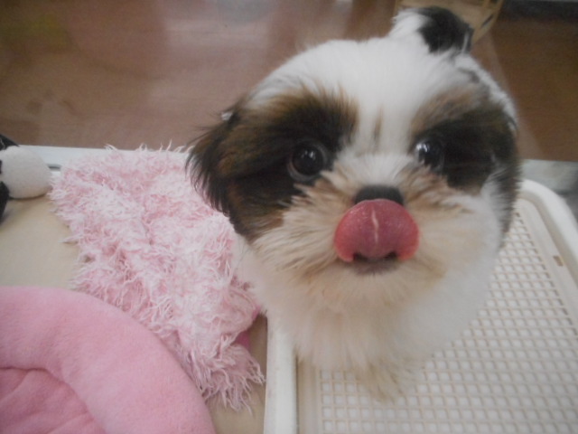 今日も仲良し❤しーたんぺーたん