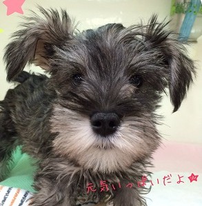 ★シュナちゃんの様子をご紹介♡★