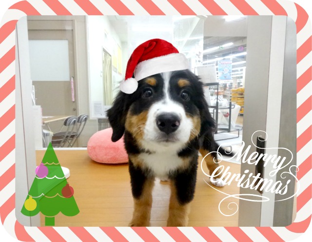 ☆　クリスマスバージョン！　☆